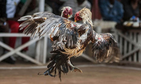 Panduan Bermain Taruhan Sabung Ayam Online Lengkap